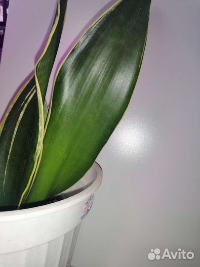 Сансевиерия блэк голд