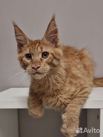 Солнечный мейн-кун с документами