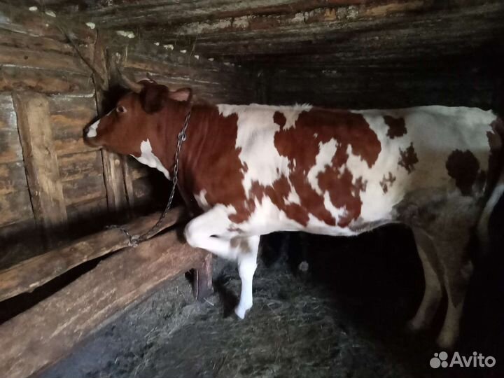 Телки нетели