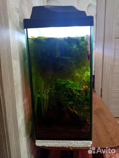 Аквариум