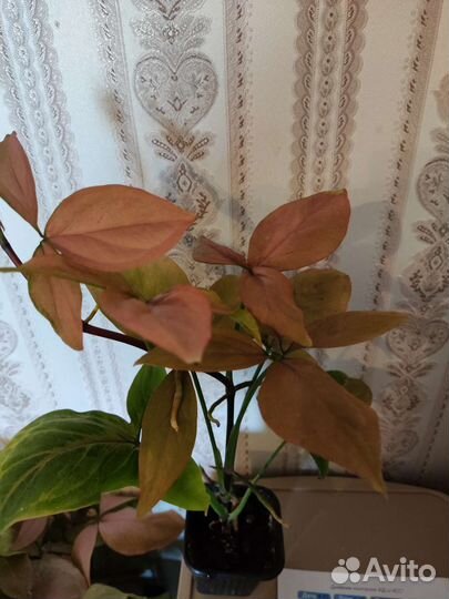 Сингониумы,аглаонемы,эпипремнумы