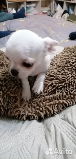 Щенки чихуахуа