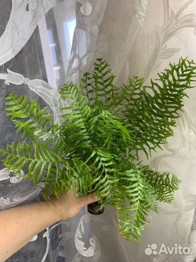 Папоротник, инжир