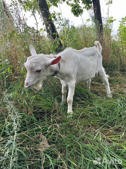 Козел и козлики