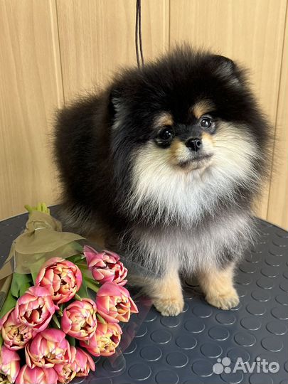 Померанский шпиц мини