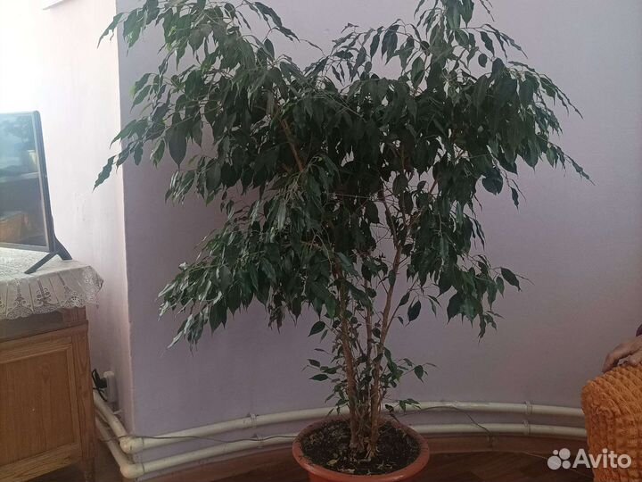 Фикус бенджамина большой