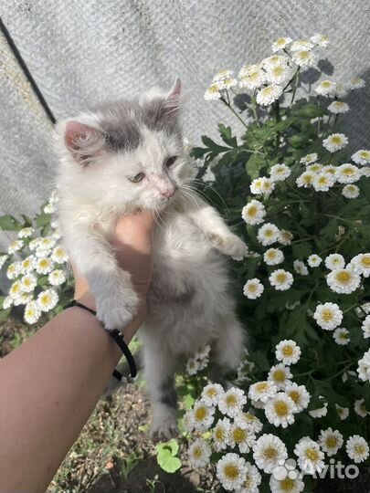 Домашние животные кошки