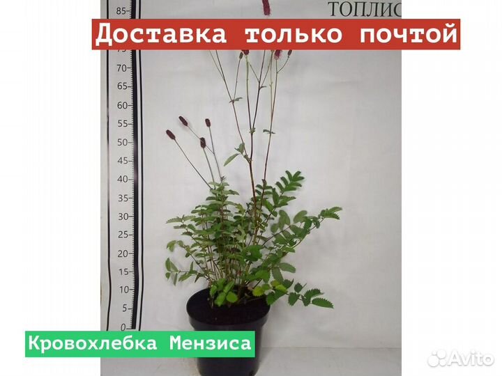 Кровохлебка Мензиса