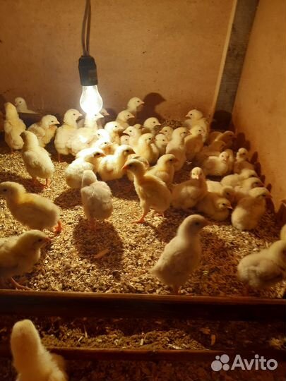 Утята,индюшата,гусята,перепела,несушки