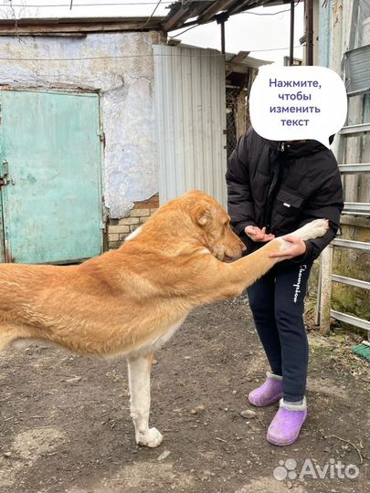 Алабай в добрые руки