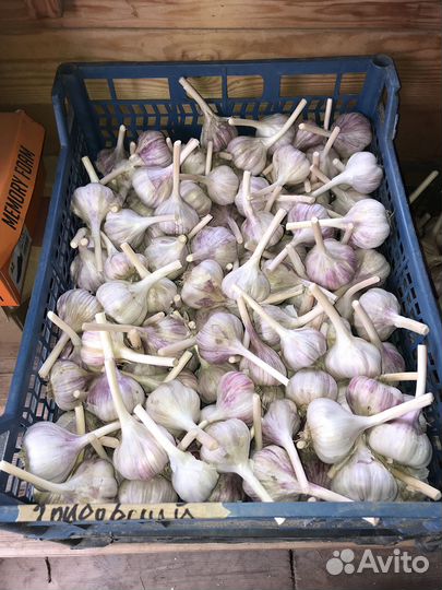 Чеснок озимый