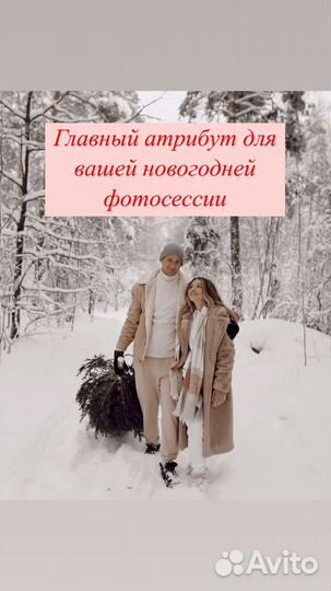 Елка живая, сосна, ель, подставка + доставка