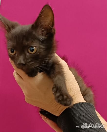 Черный котенок девочка