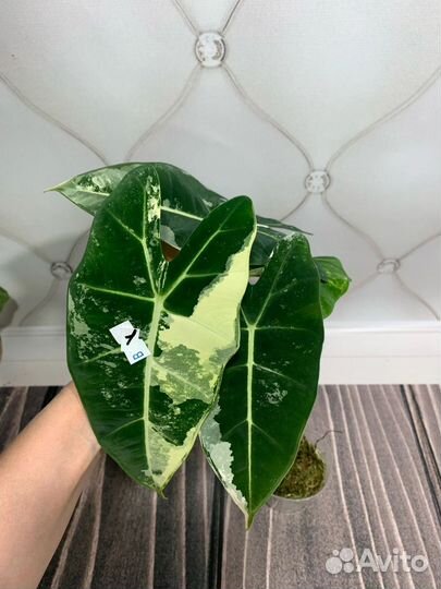 Алоказия Фрайдек вариегатная