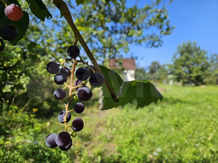 Дача 65 м² на участке 20 сот.