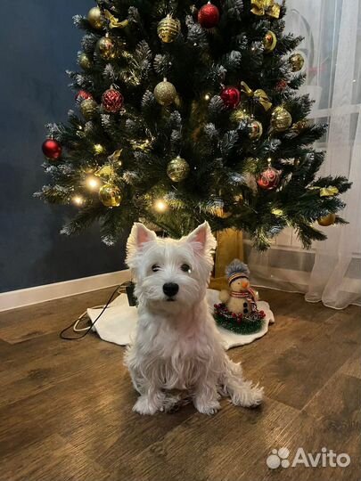 Вязка собак вест-хайленд-уайт-терьер