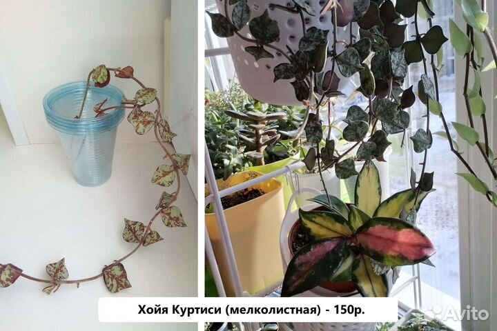 Суккуленты ампельные