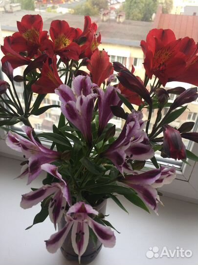 Альстромерия корни