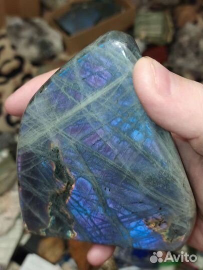 Лабрадор фиолетовый