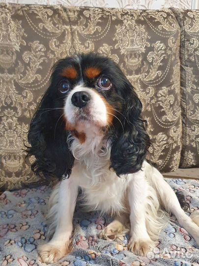 Кавалер Кинг чарльз спаниель вязка