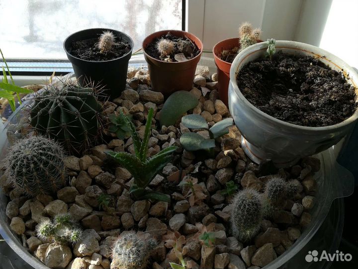 Кактусы и суккуленты