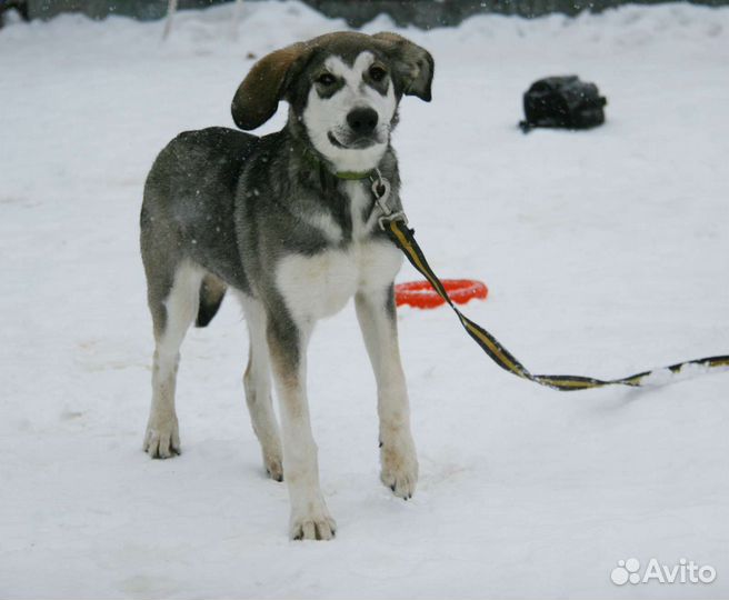 Щенки метисы бесплатно