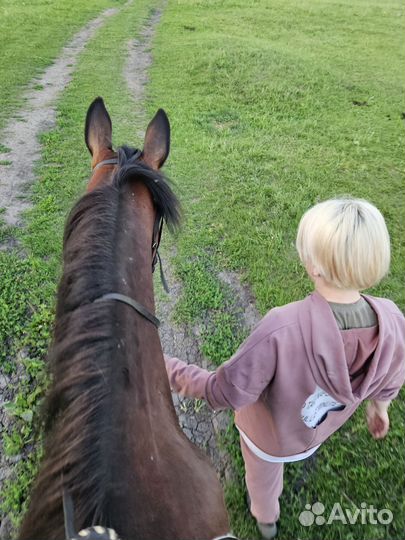 Конные прогулки