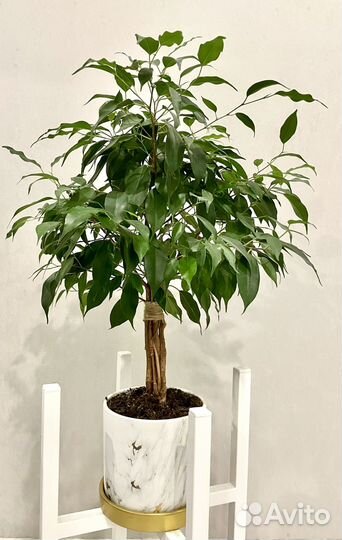 Фикус Бенджамина