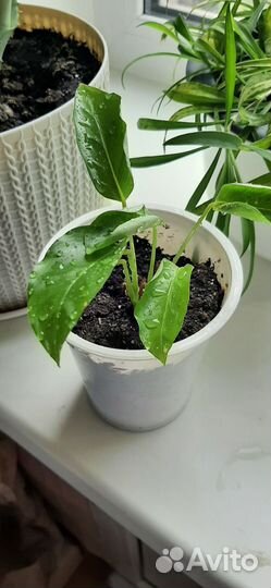 Калатея литце