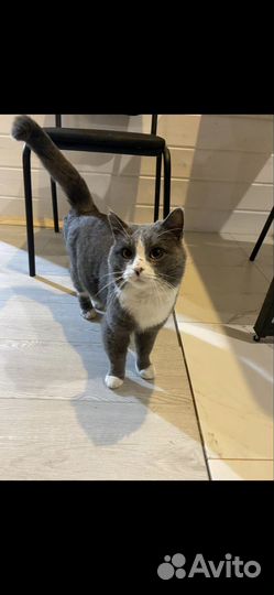 Котяра с доброй душой