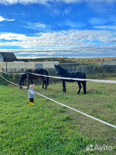 Конский навоз удобрения