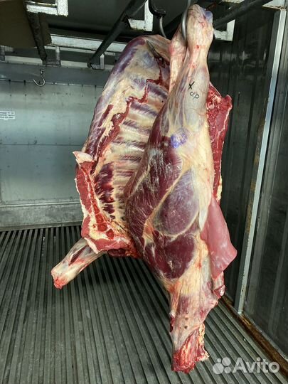 Мясо Говядина