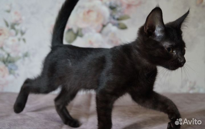 Чудесные котятки