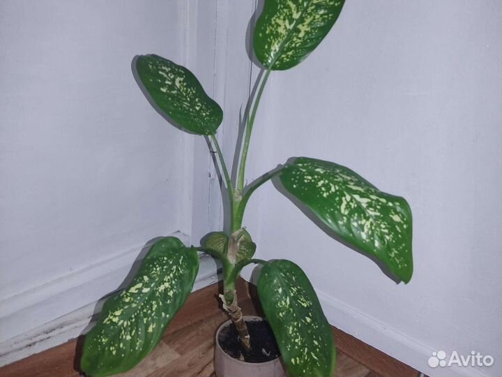 Диффенбахия