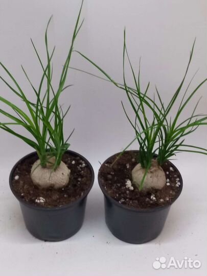 Бокарнея нолина