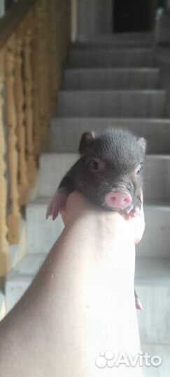 Микропиги, минипиги, карликовые свинки