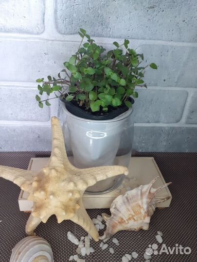 Комнатные растения от 50руб