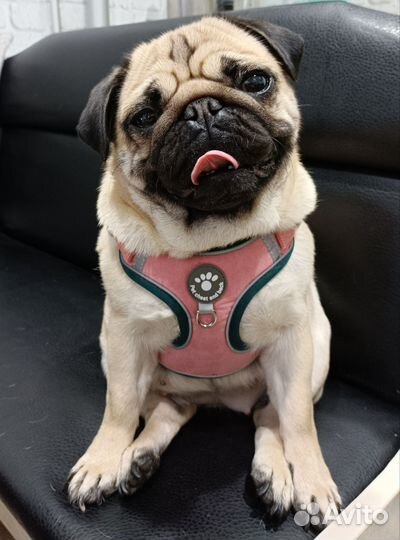 Вязка мопс девочка