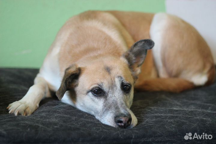 Бабуля Айдуля ищет свой дом или меценатов