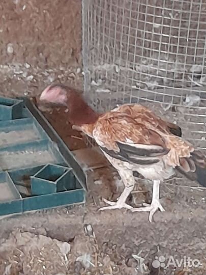 Бойцовые куры