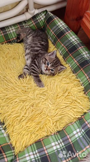 Британские котята