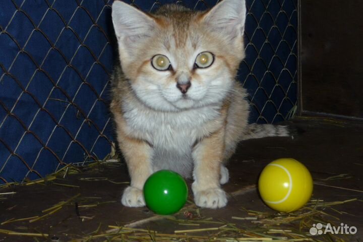 Песочная кошка или арабская кошка маргарита