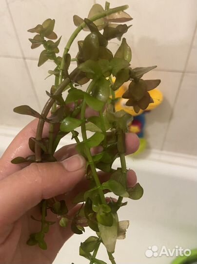 Аквариумные растения