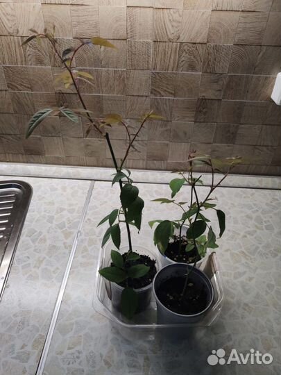 Бенгальская роза