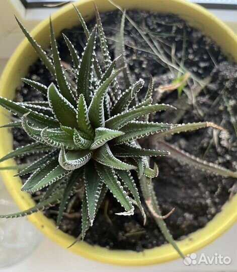 Кактусы и суккуленты