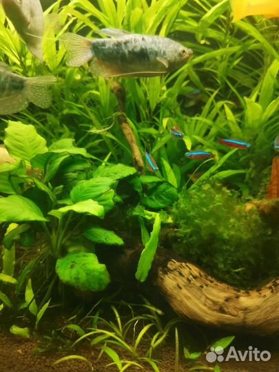 Растения для аквариума