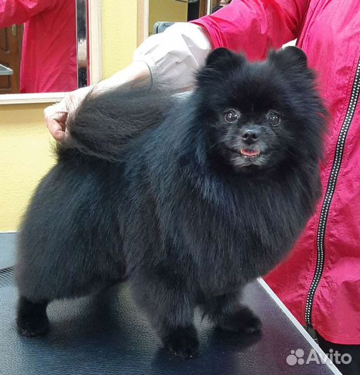 Груминг собак и кошек