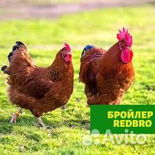 Цыплята цветного бройлера рэдбро (импорт)