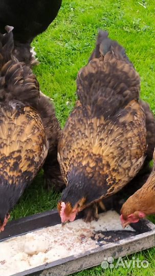 Инкубационное яйцо брама