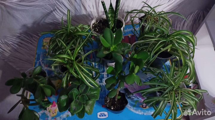 Толстянка (денежное дерево)